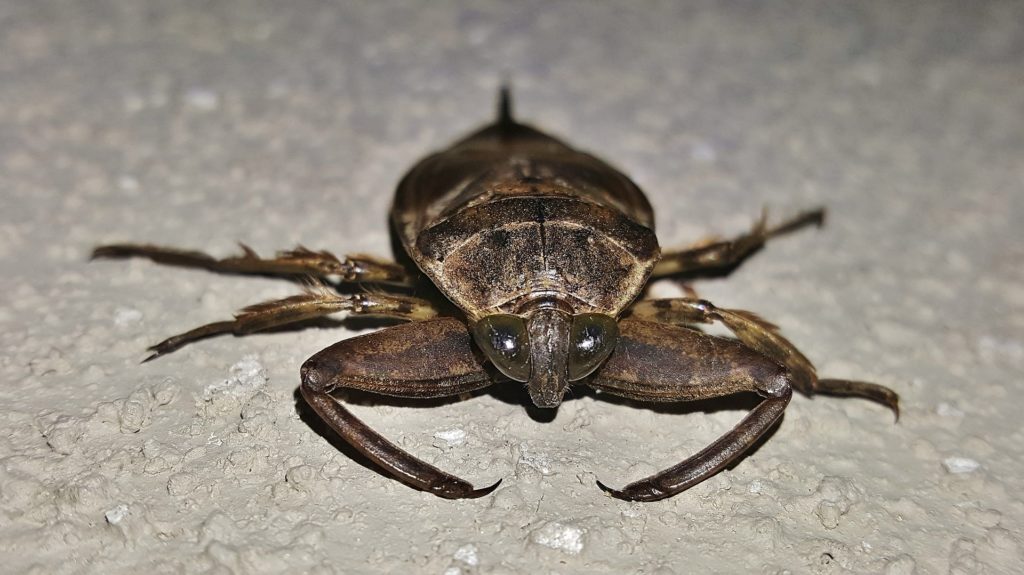 Water Bug