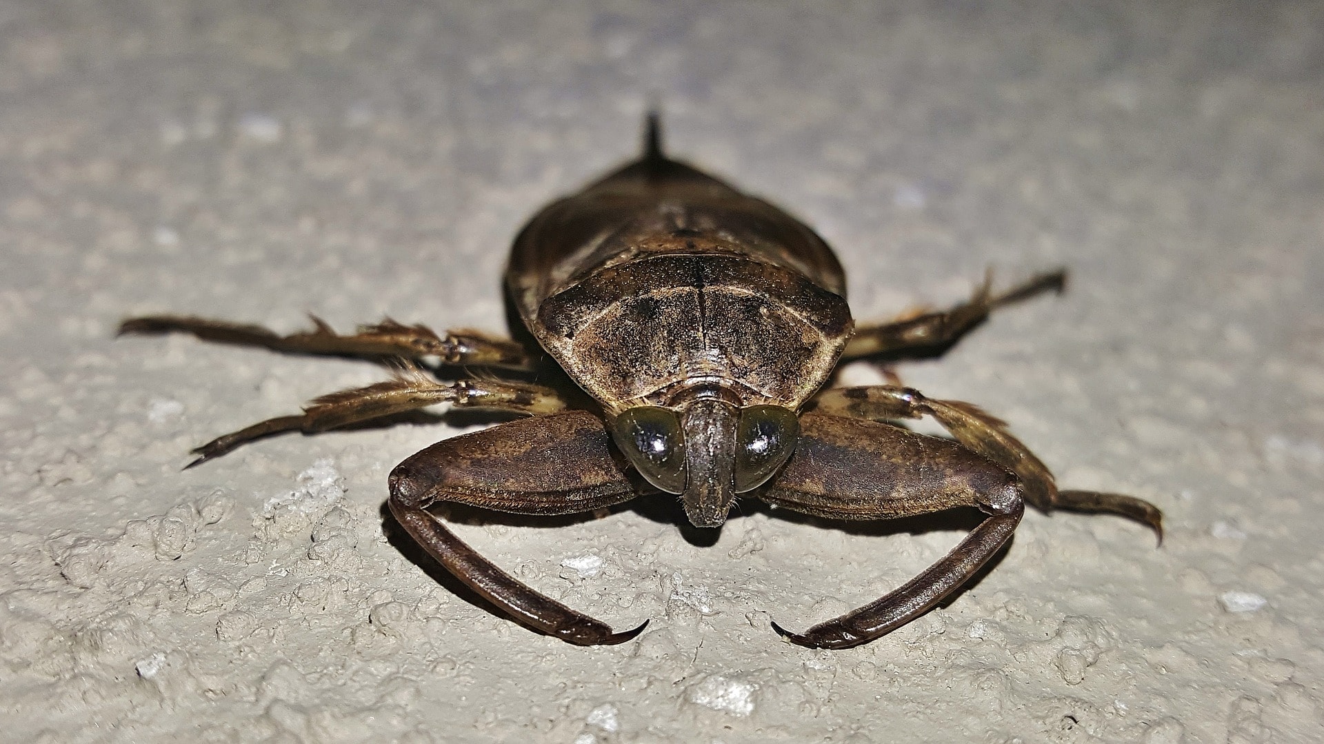 Water Bug