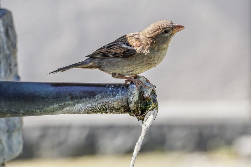 sparrow on tap calcium buildup hardwater hard water outdoor
