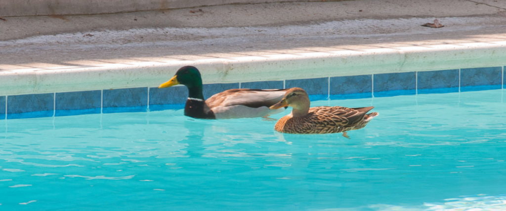 Ducks in a swimming pool