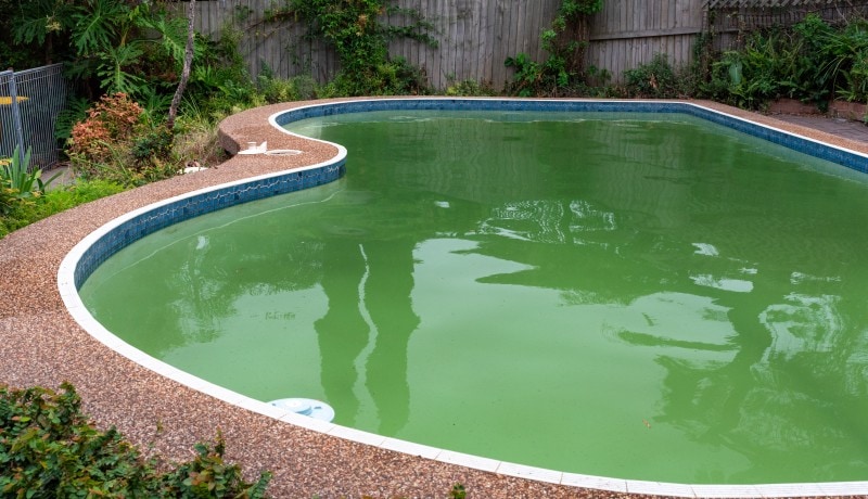 cloudy dirty green swimming pool with plants and rocky edge