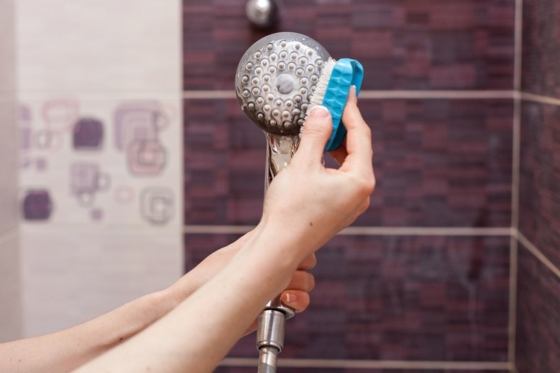 cleaning an calcified shower head_brizmaker_shutterstock