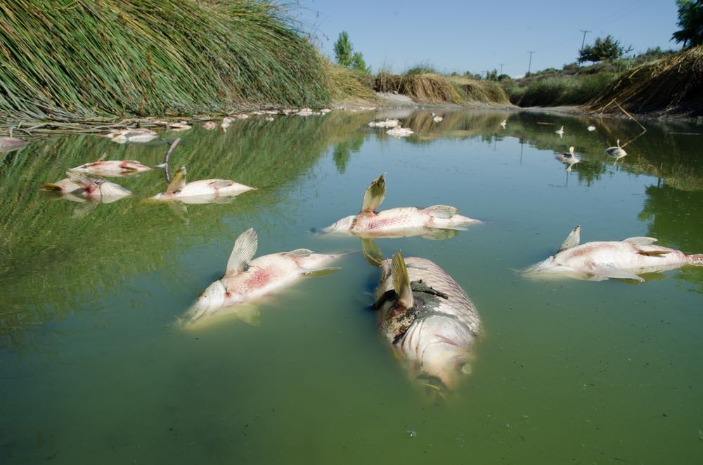 dead fish in polluted water
