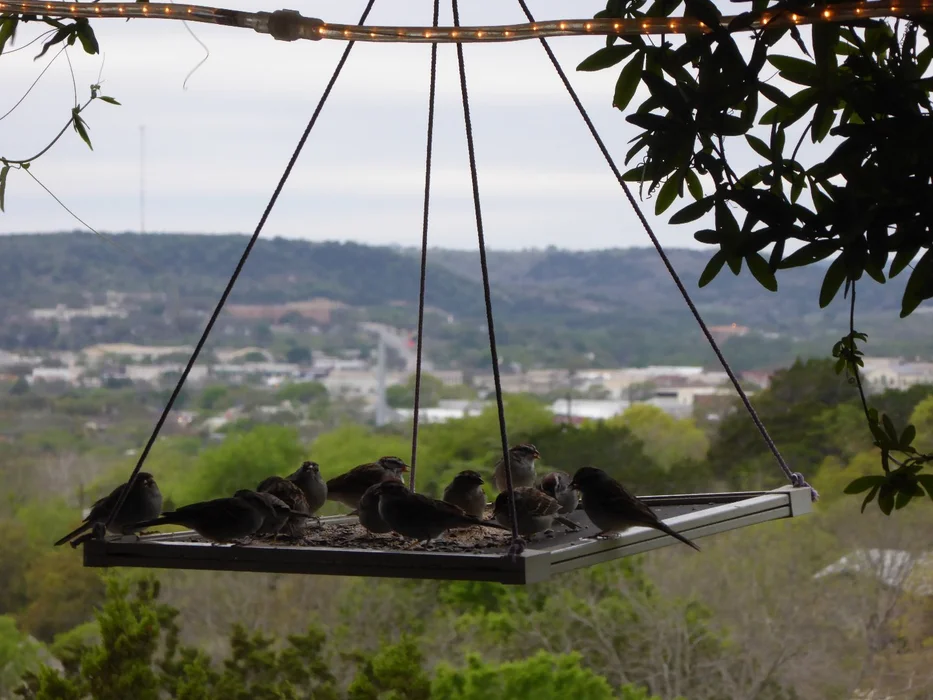 15-minute wild bird feeder