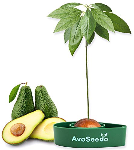 AvoSeedo Avocado Tree Growing Kit – Practical Gardening Gifts for Women