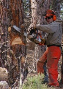 using a chainsaw in the forest