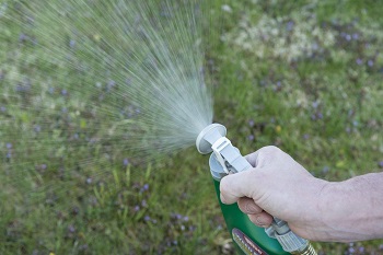Best Clover Killer