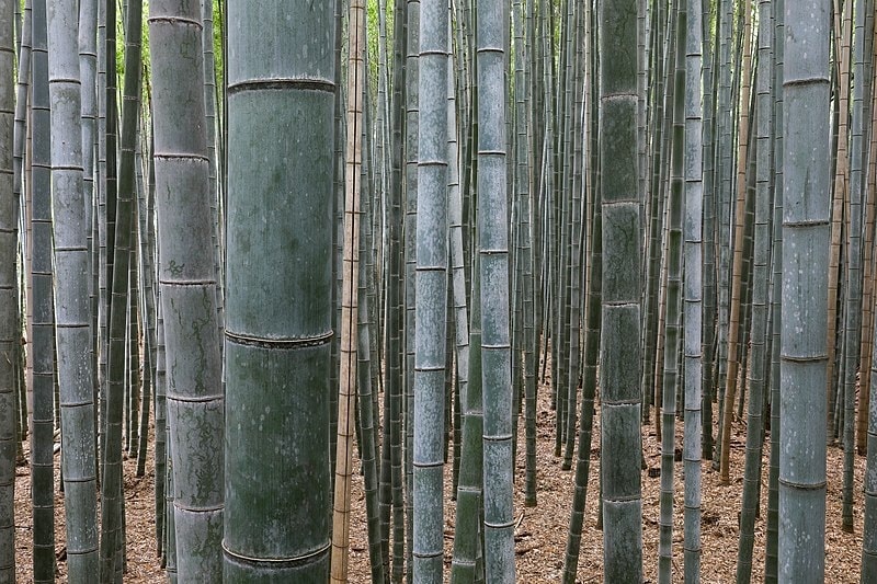 bamboo forest in Japan