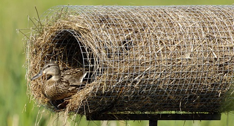 A Different Kind of Wood Duck Nesting Box from Delta Waterfowl