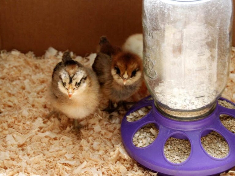 18 Free DIY Chicken Brooder Plans You Can Make Today (With Pictures ...