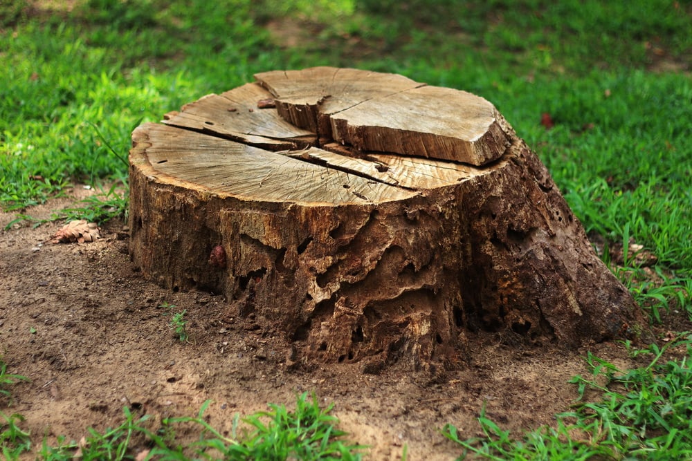 A tree stump