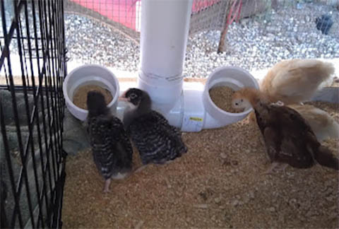 PVC Feeder and Waterer: Best for People That Need Something Extremely Easy From Back Yard Chicken Lady