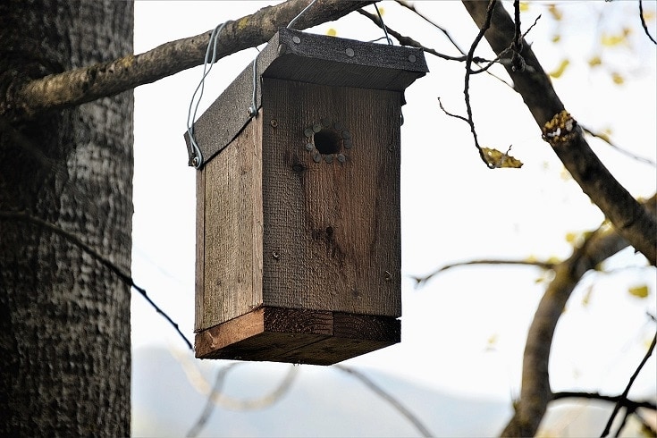 Bat Box Plans You Can DIY Today