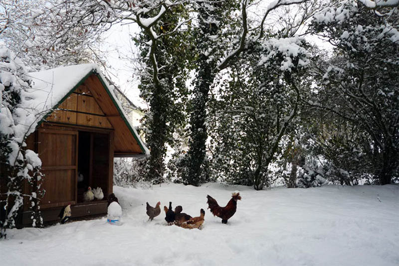 Build A Pallet Wood Chicken Coop by Farmaid