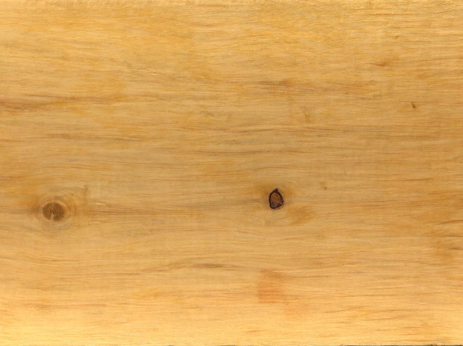 Carpinius betulus