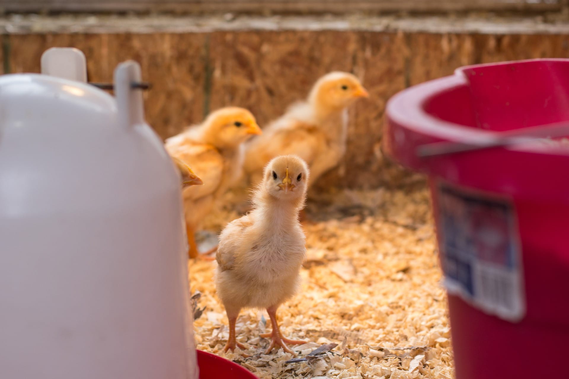 Chicken Brooder