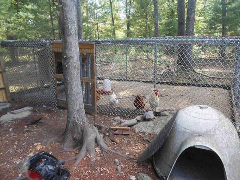Chicken Coop Made With 4X8 Wood Pallets by Backyard Chickens