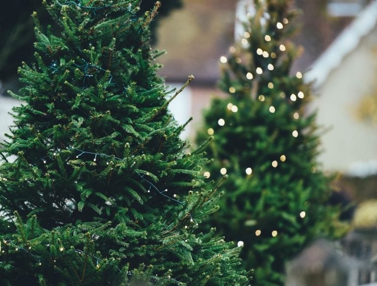 Can You Replant a Christmas Tree Without Roots? The Fascinating Answer ...