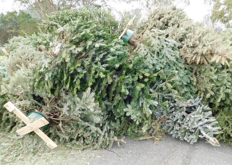 Christmas Tree Mulching