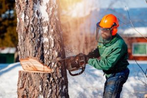 How to Cut Down a Tree With a Chainsaw (with Pictures) | Home Grail