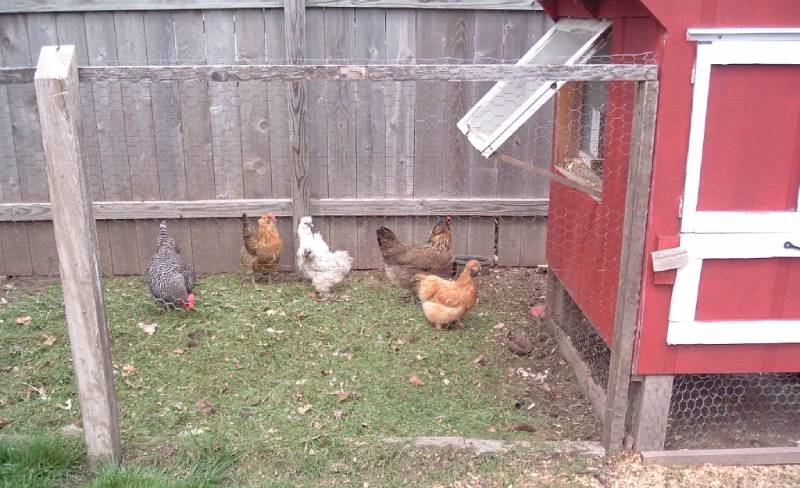 DIY backyard chicken coop