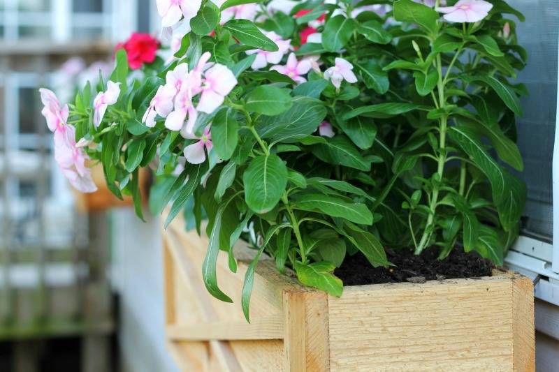 DIY cedar window boxes