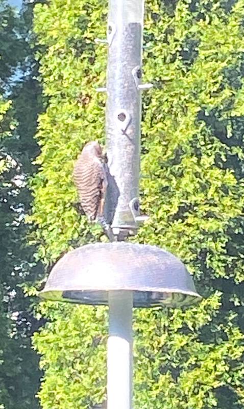 DIY squirrel-proof bird feeder pole