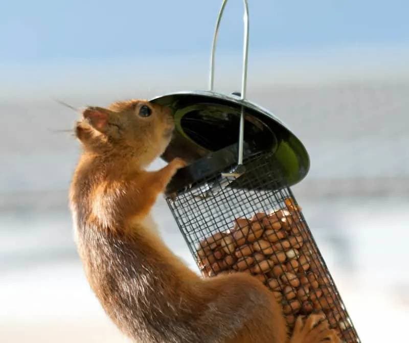 DIY squirrel proof your bird feeder