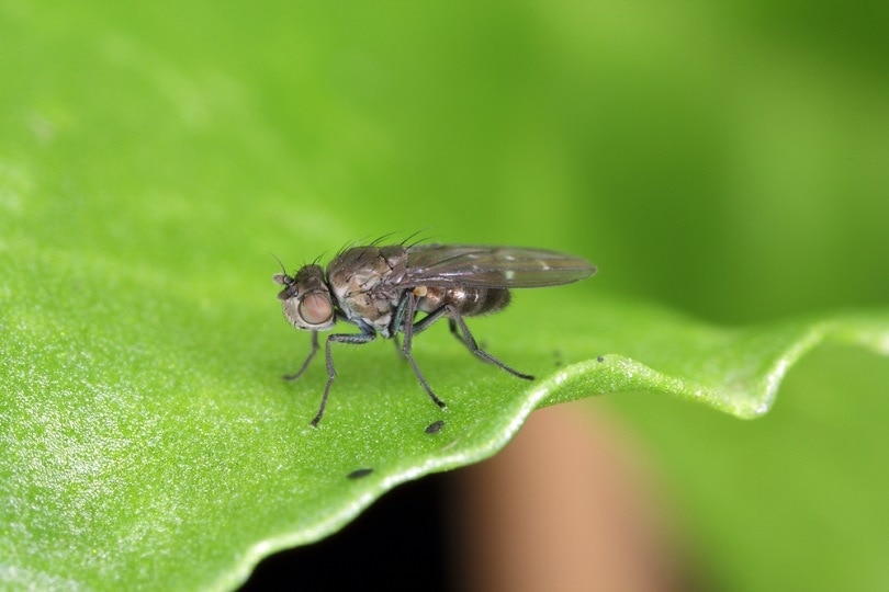 Dark-winged-fungus-gnat_Tomasz-Klejdysz_shutterstock