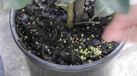 Plant Fertilizer