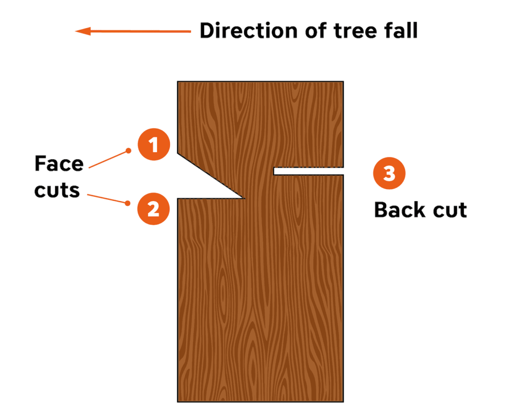 Face and back cuts