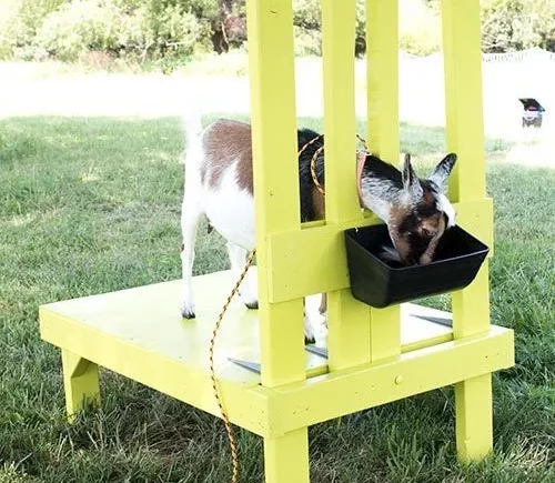 Finished Goat Milking Stand