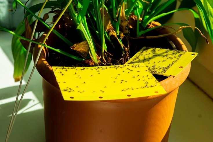 Gnats caught in flytrap