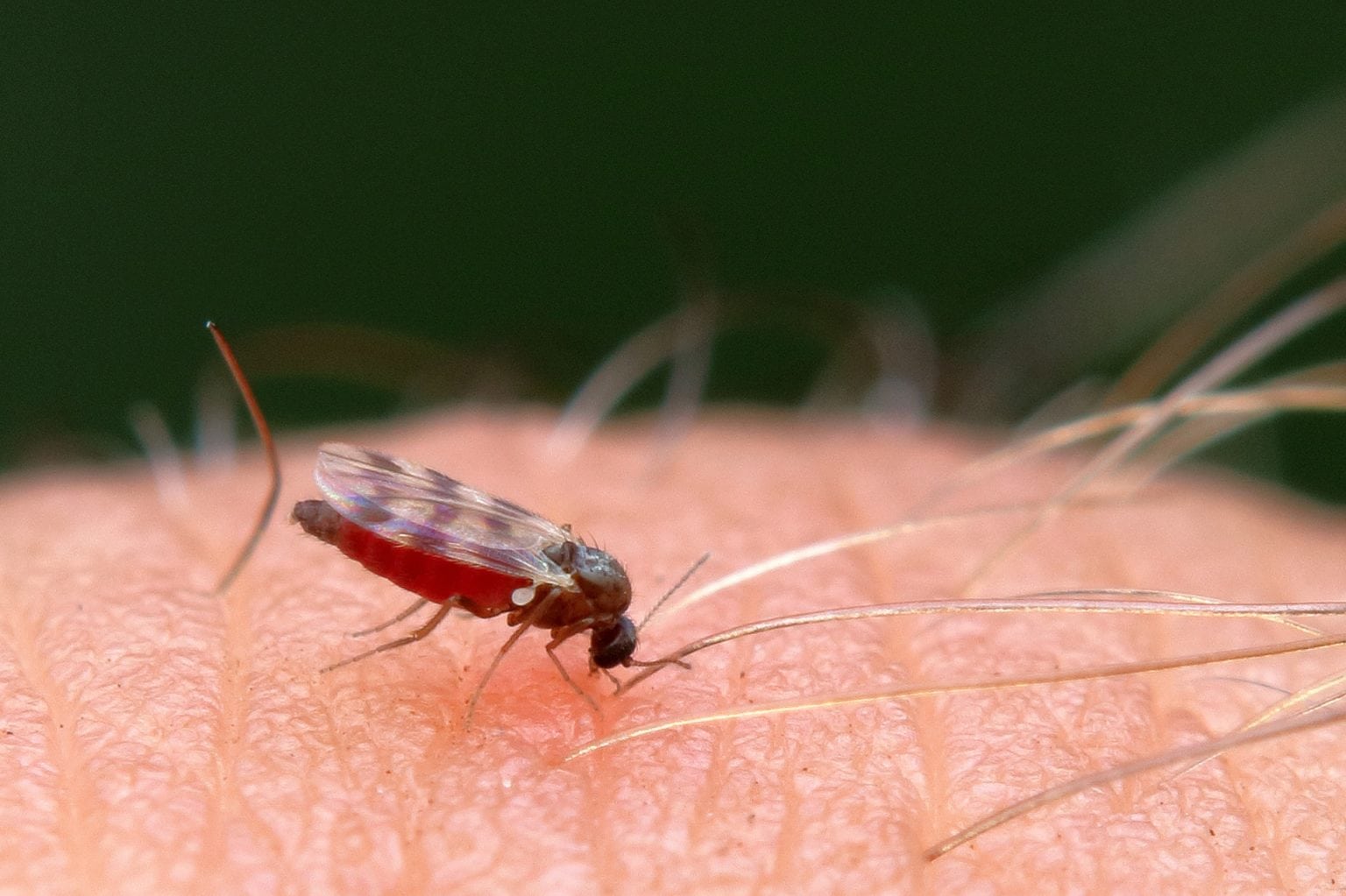 Why Are There Gnats in My Bedroom? 4 Likely Reasons | Home Grail