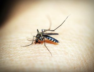 Why Are There Gnats in My Bedroom? 4 Likely Reasons Home Grail