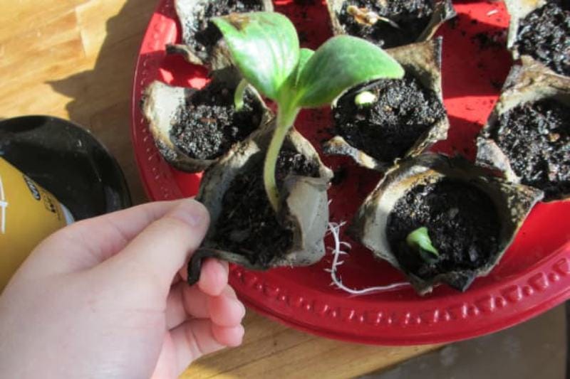 How to Start Seeds in an Egg Carton (and Transplant the Seedlings)