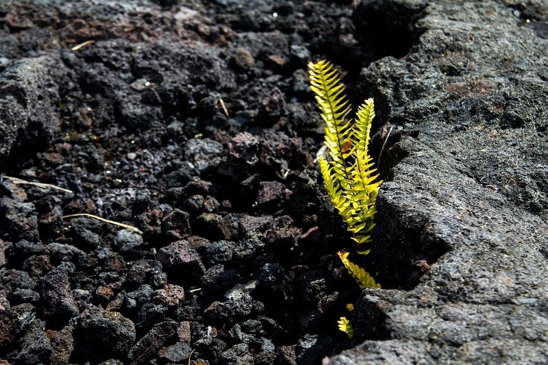 Lava Rock