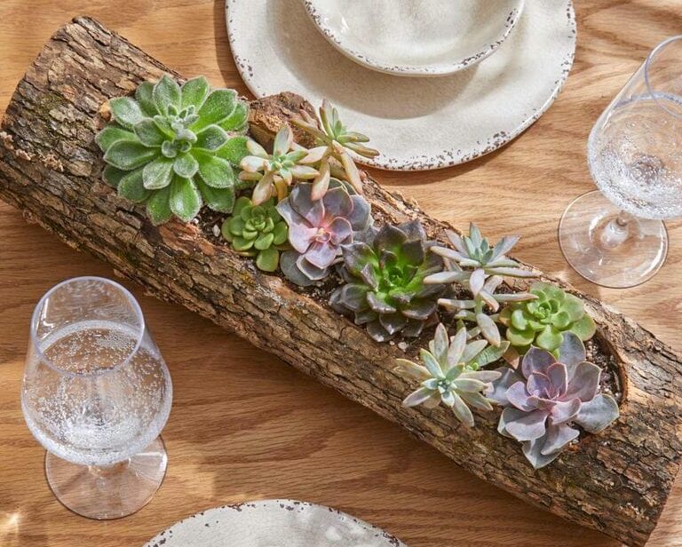 Log planter for succulents