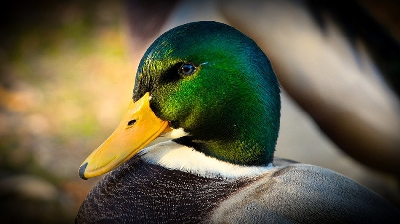 Mallard duck
