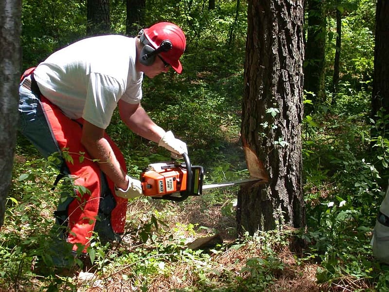 Man cutting tree with chainsaw
