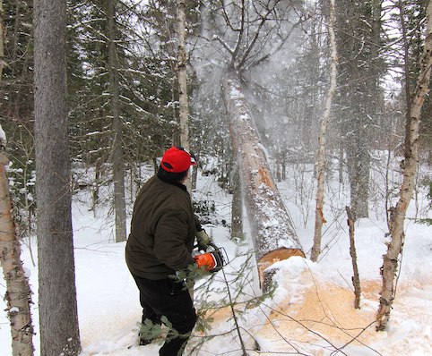 Man fells tree with a chainsaw