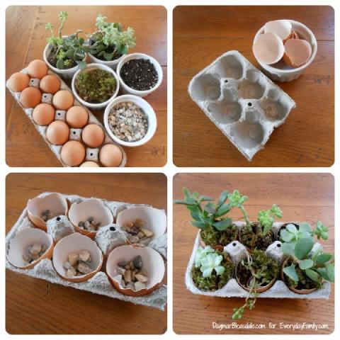 Miniature Succulent Garden in an Egg Carton