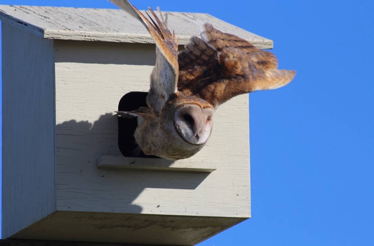 Owl Box