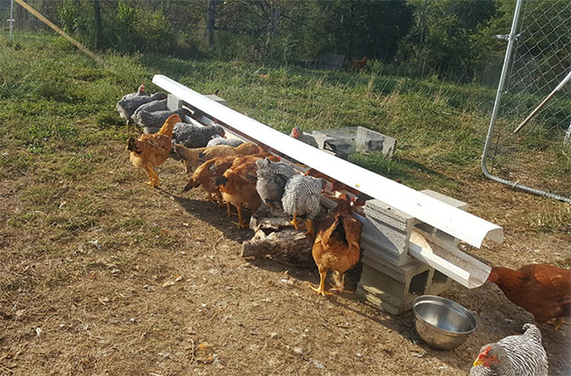 PVC Trough The Best Trough Feeder