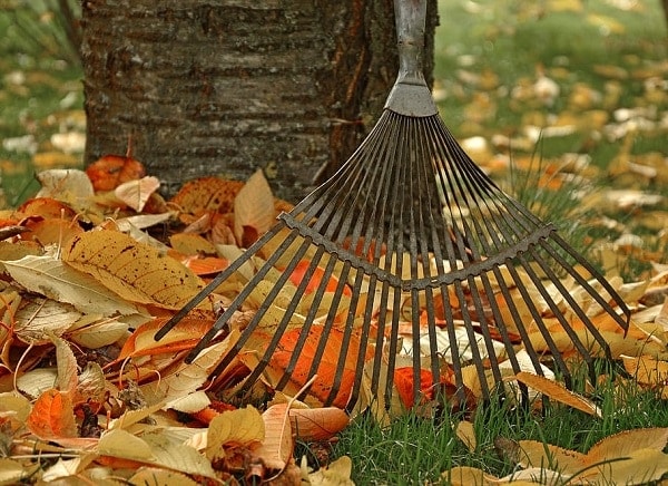 Raking Leaves