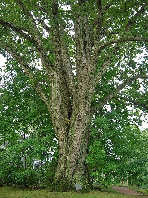 Red_Oak_Tree_in_Darien,_CT_Commons Wikimedia