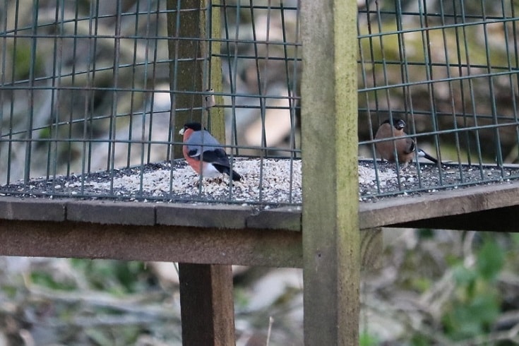 Squirrel-Proof Bird Feeder