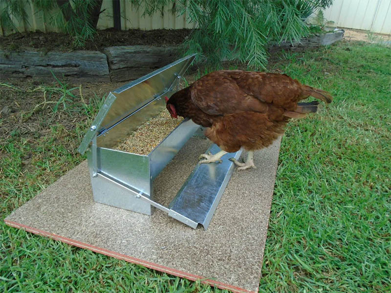 The Chickens Help Themselves Perfect for Keeping Other Critters Away
