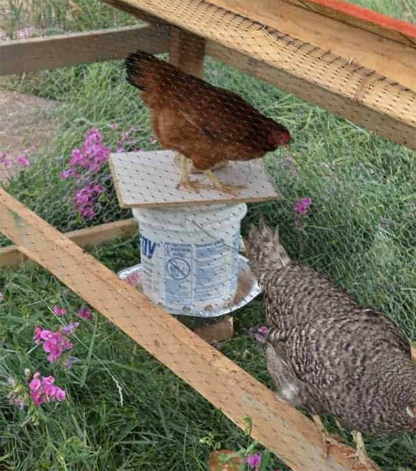 The Free Feeder