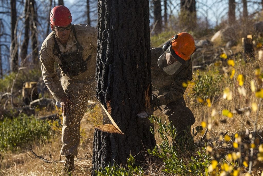 Tree felling with a chainsaw